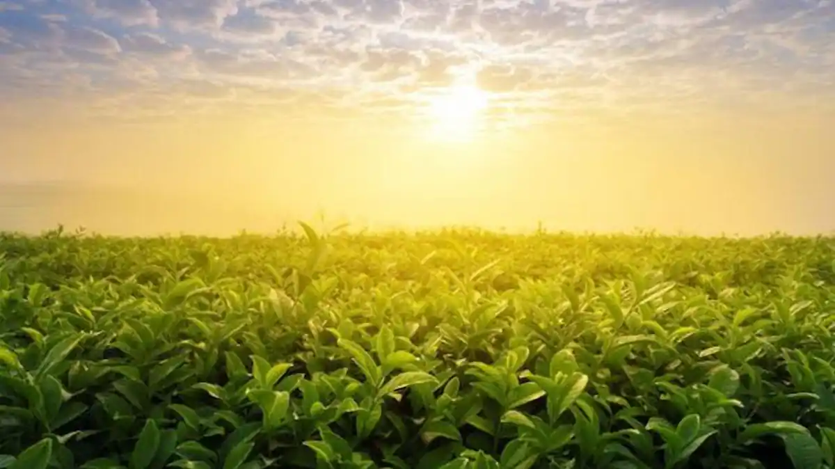 Dia Mundial De La Agricultura